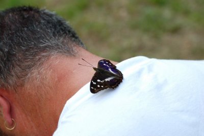 Apatura iris  delle Prealpi Vicentine